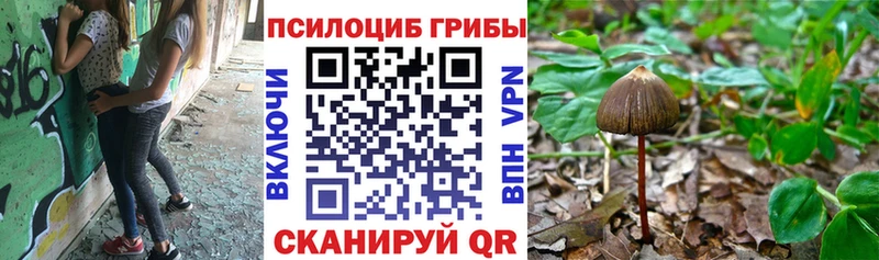 купить наркотик  Жирновск  Псилоцибиновые грибы Cubensis 